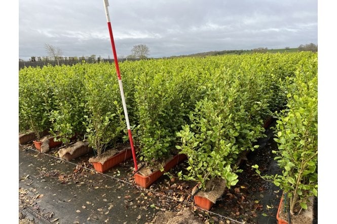 Griselinia - 1m long trough