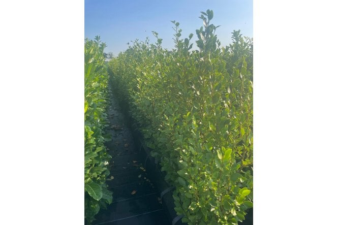 Griselinia - 1m long trough