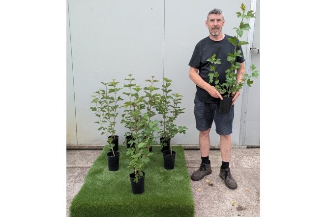 Guelder Rose - 2L pot grown