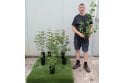 Guelder Rose - 2L pot grown