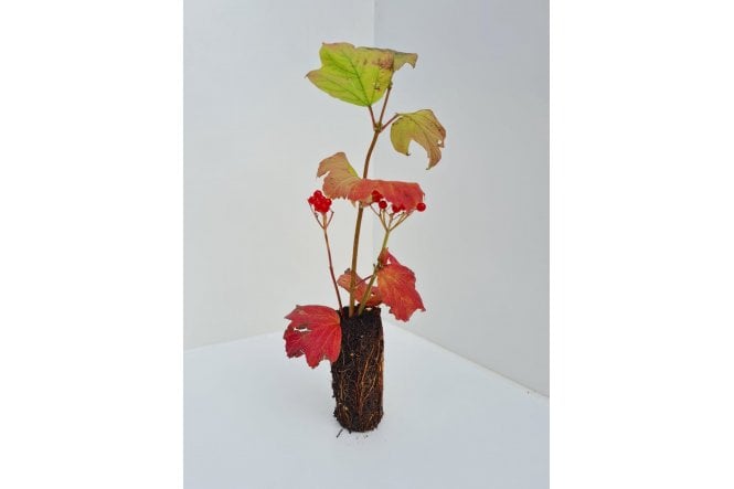 Guelder Rose - cell grown