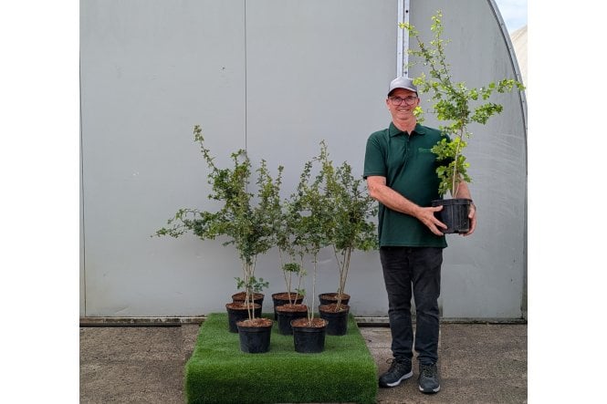 Hawthorn - 5 litre