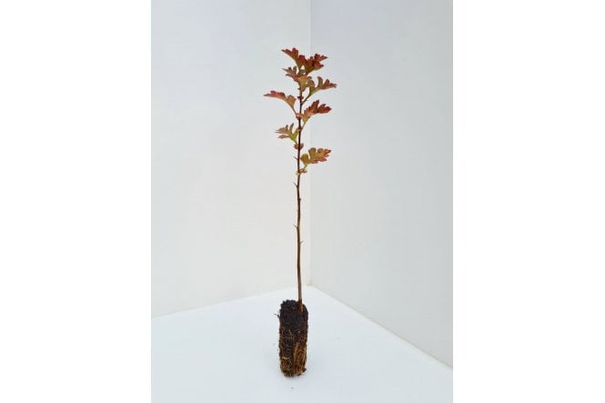 Hawthorn - cell grown