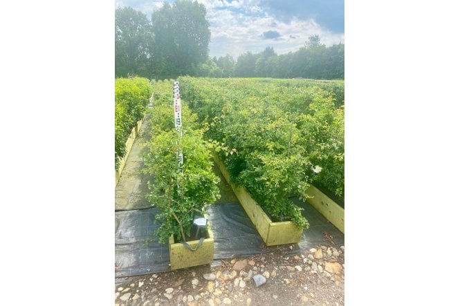 Hawthorn - 1m long trough