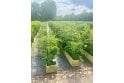 Hawthorn - 1m long trough