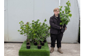Hazel - 2 litre