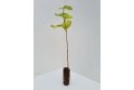 Hazel - cell grown