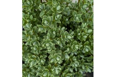 Close up of pale green foliage of Hebe pinguifolia sutherlandii hedge plant good for ground cover, small hedging, rockeries and pots.