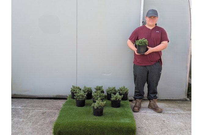 Hebe 'Sutherlandii' - 2 litre