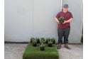 Hebe 'Sutherlandii' - 2 litre