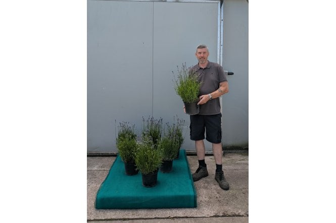 Hidcote Lavender - 5 litre