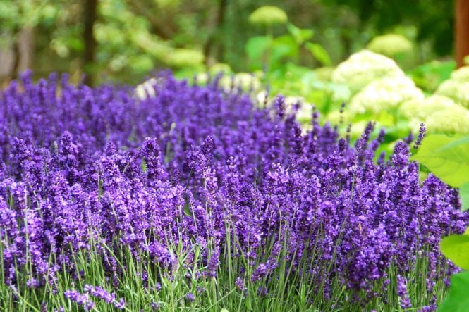 Hidcote Lavender hedge plants (Lavandula angustifolia 'Hidcote')