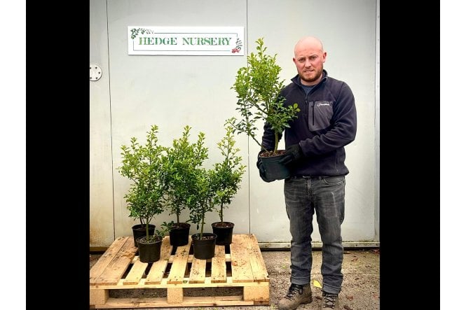 Holly - 2 litre
