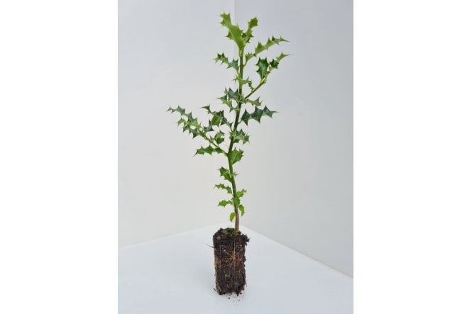 Holly - cell grown