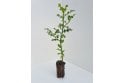 Holly - cell grown