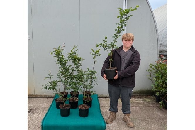 Hornbeam - 5 litre