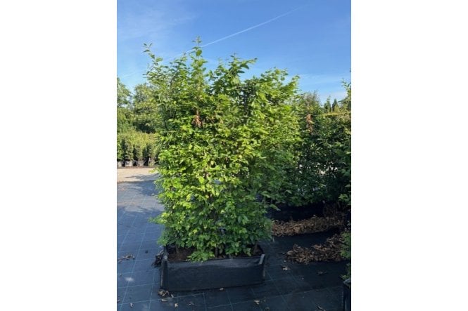 Hornbeam - 1m long trough