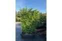 Hornbeam - 1m long trough