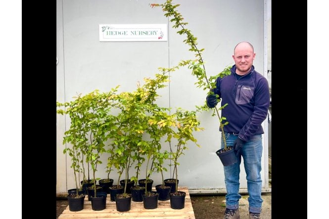 Hornbeam - 2 litre