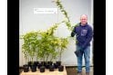 Hornbeam - 2 litre