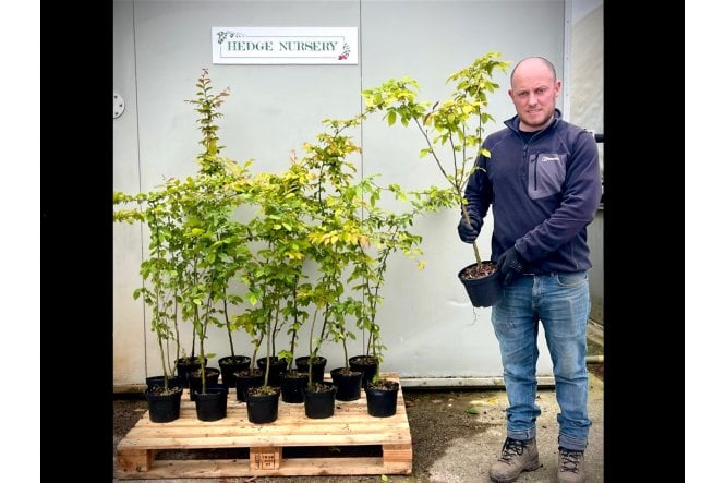 Hornbeam - 2 litre
