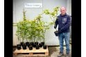 Hornbeam - 2 litre