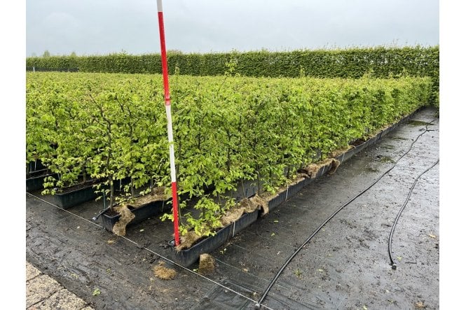 Hornbeam - 1m long trough