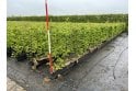 Hornbeam - 1m long trough