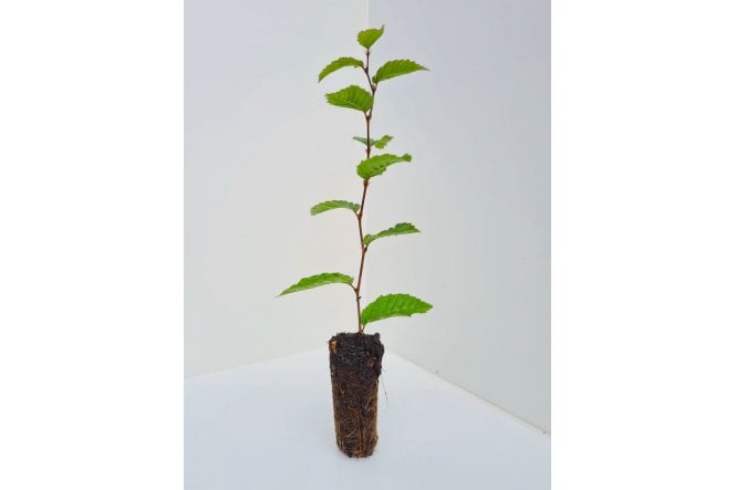 Hornbeam - cell grown