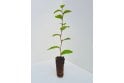 Hornbeam - cell grown