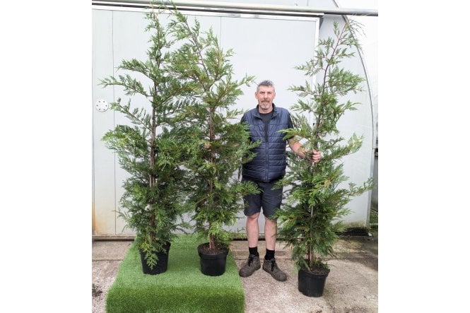 Leylandii - 15 litre