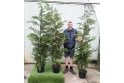 Leylandii - 15 litre