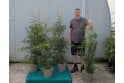 Leylandii - 10 litre