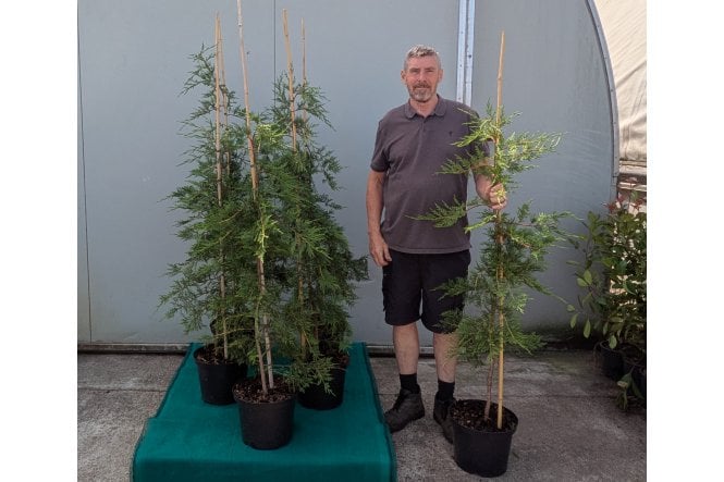 Leylandii - 10 litre