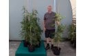 Leylandii - 10 litre