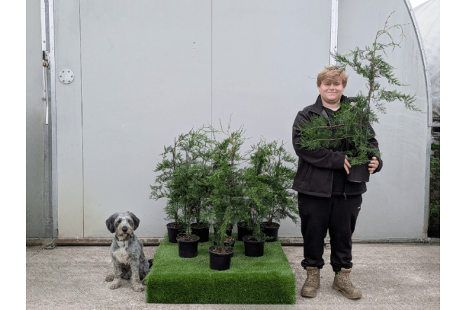 Leylandii - 3 litre
