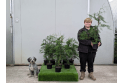 Leylandii - 3 litre