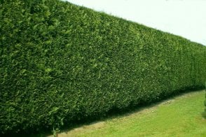 Leylandii hedge plants (Cupressocyparis leylandii)