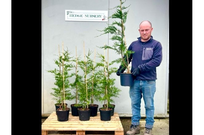 Leylandii - 5 litre
