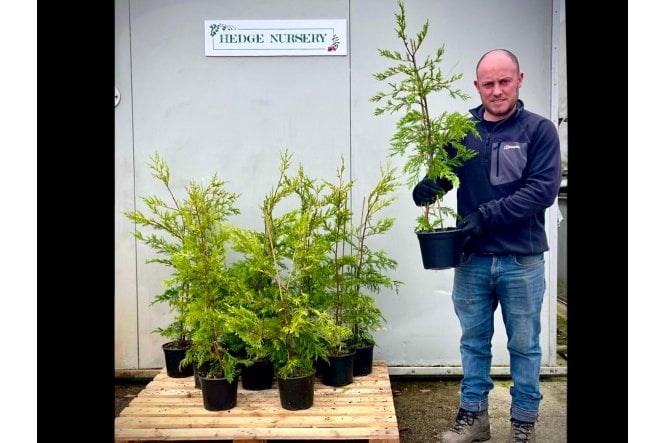 Leylandii - 2 litre