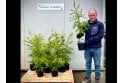 Leylandii - 2 litre