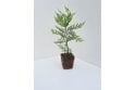 Leylandii - cell grown