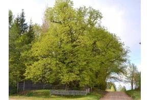 Lime tree saplings (Tilia cordata)