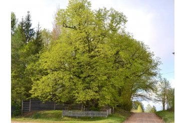 Lime tree saplings (Tilia cordata)