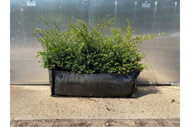 Lonicera nitida - 1m long trough
