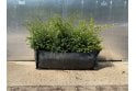 Lonicera nitida - 1m long trough