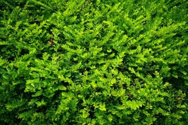 Close-up of Lonicera nitida (Shrubby Honeysuckle) leaves with a bright green, glossy texture and dense habit it makes a great evergreen formal hedge for edging, beds and borders.