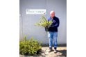 Lonicera nitida - 2 litre