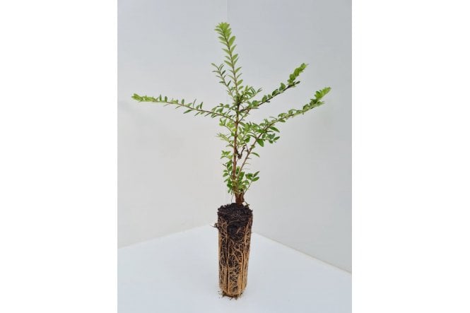 Lonicera nitida - cell grown