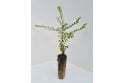 Lonicera nitida - cell grown